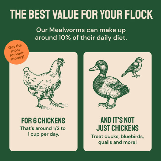 Hatortempt Dried Mealworms - 2 Lb Bag - High Protein Chicken Feed, Mealworms for Birds & Chickens - Meal Worms for Wild Birds & Turtles